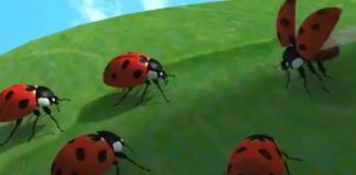 Allsportspk Team Spirit: Non Human Helping Attitude – The Ladybird Experience Team Spirit