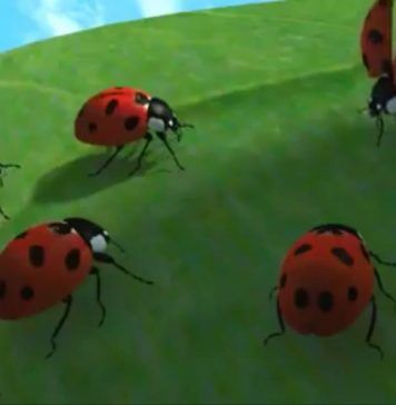 Allsportspk Team Spirit: Non Human Helping Attitude – The Ladybird Experience Team Spirit