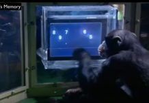Chimp Vs Human: An Unbelievable Contest; Shocking Results Chimp Vs Human