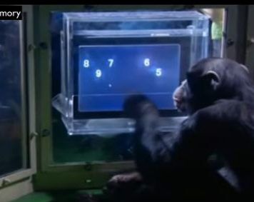 Chimp Vs Human: An Unbelievable Contest; Shocking Results Chimp Vs Human