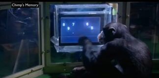 Chimp Vs Human: An Unbelievable Contest; Shocking Results Chimp Vs Human